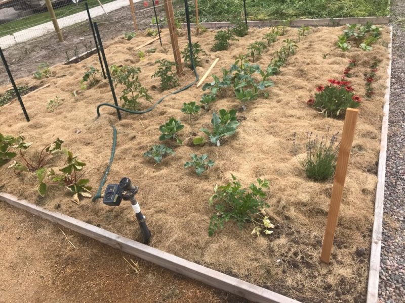 How to Use Grass Clippings As Garden Mulch?
