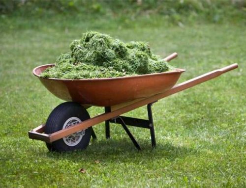 What Happens To A Pile Of Grass Clippings: A Comprehensive Guide