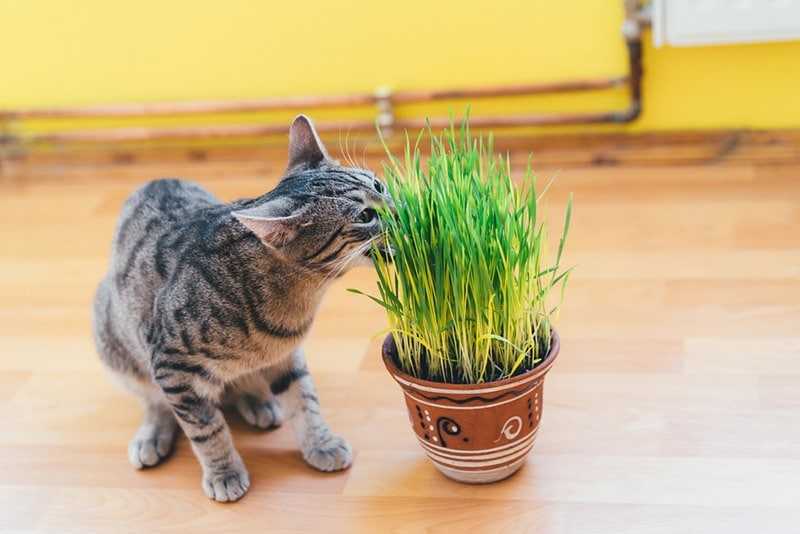 Are Chia Pets Safe For Cats? Essential Tips For Pet Owners