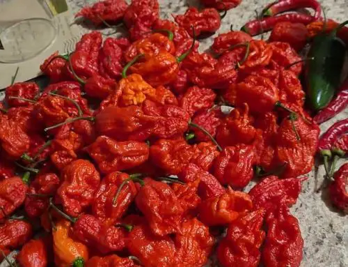 Can You Freeze Carolina Reapers For Long-Term Storage?