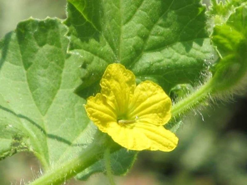 Cantaloupe Flowers But No Fruit: Common Causes Explained