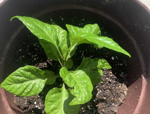 Carolina Reaper Plant Leaves: Care Tips And Uses Explained