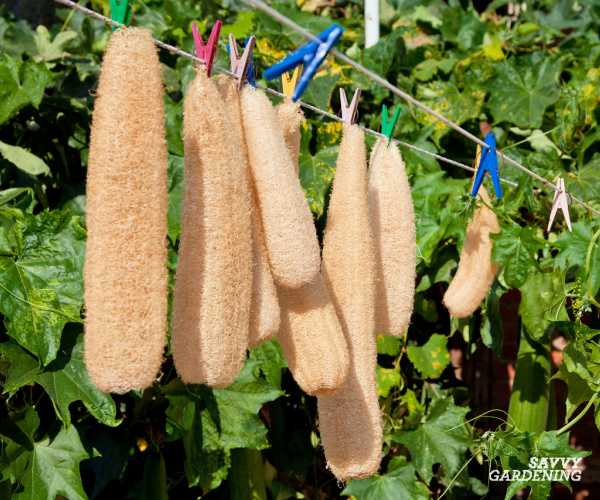 How To Harvest Luffa Gourds: A Step-By-Step Guide