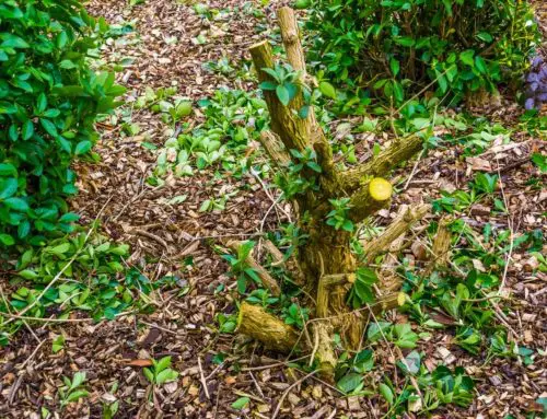 Why My Butterfly Bush Looks Dead And How To Revive It