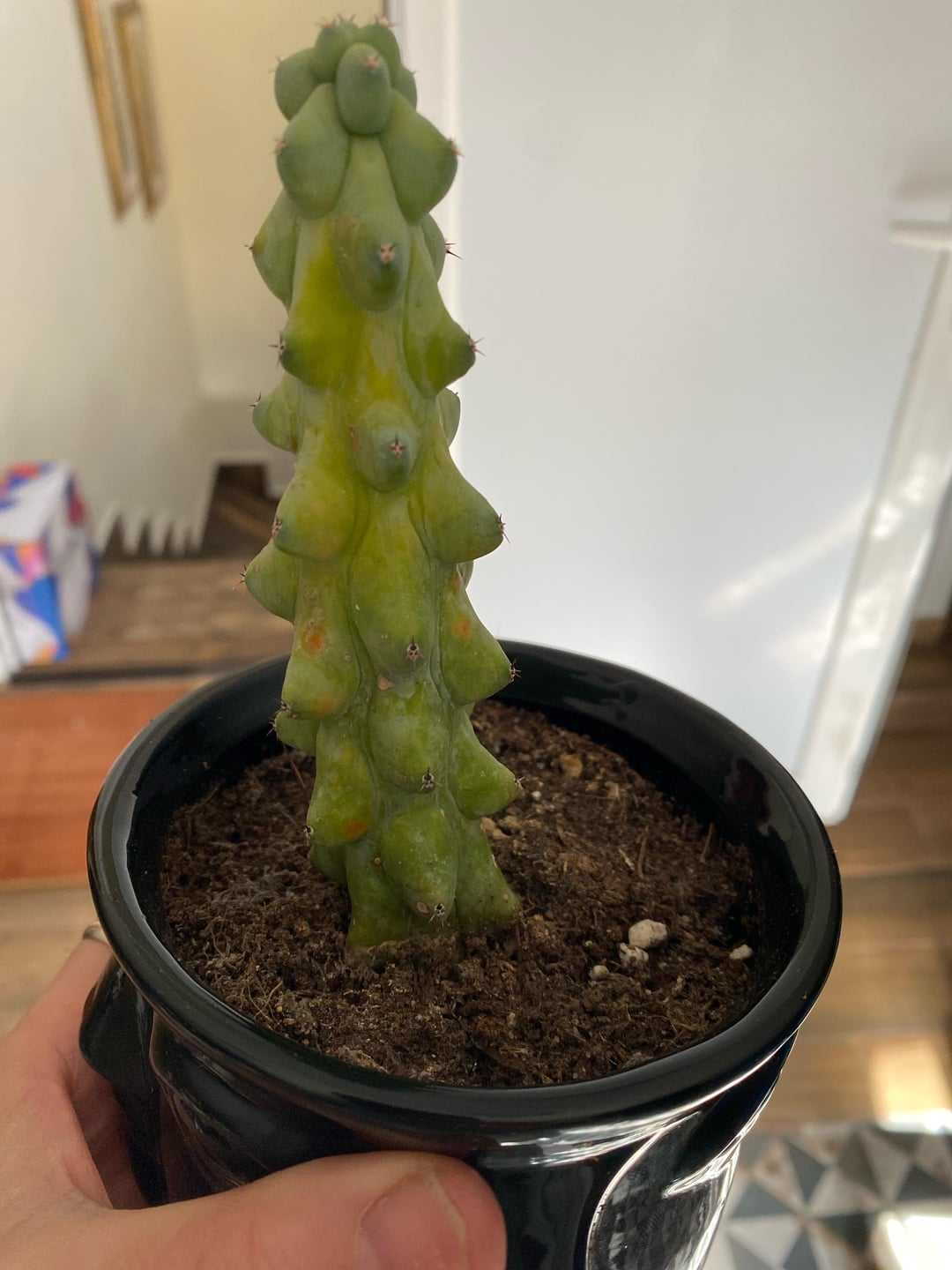 Managing Rust Spots On Cactus: Causes And Solutions