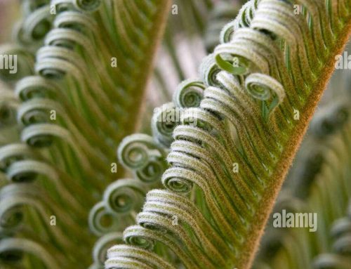 Understanding Sago Palm Leaves Curling: Causes And Solutions