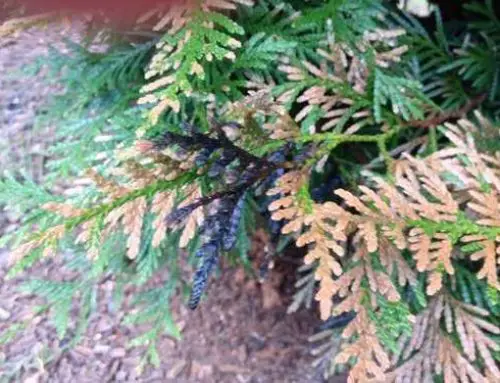 Understanding Thuja Green Giant Arborvitae Turning Brown