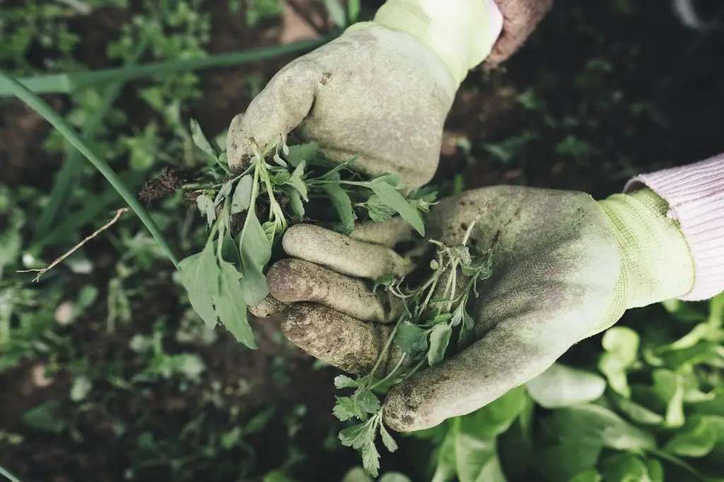 Susan gardening